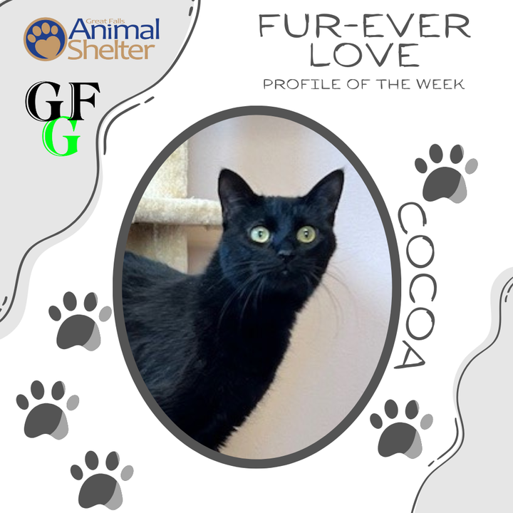 Fur-Ever Love - Cocoa