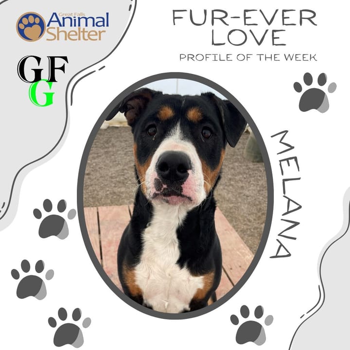 Fur-Ever Love - Melana