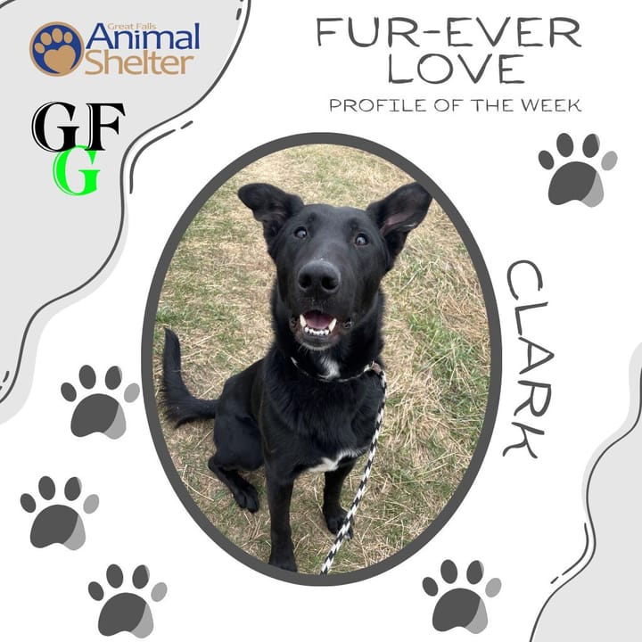 Fur-Ever Love - Clark