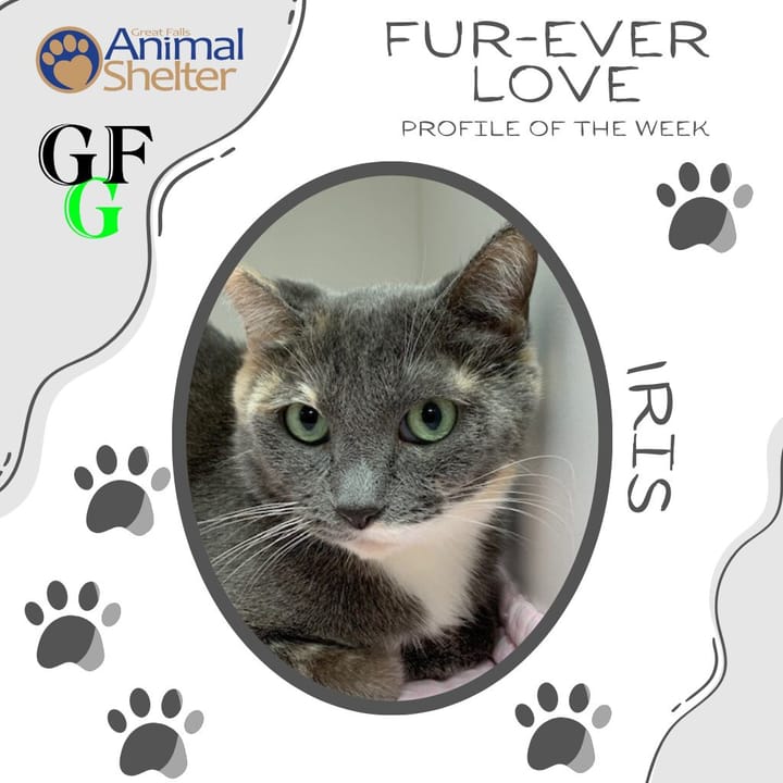 Fur-Ever Love - Iris