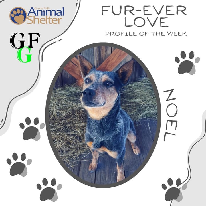 Fur-Ever Love - Noel