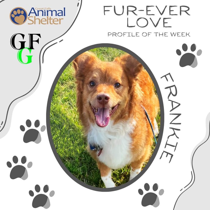 Fur-Ever Love - Frankie