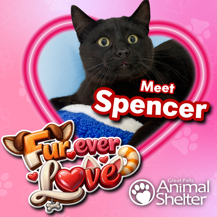 Fur-Ever Love - Spencer