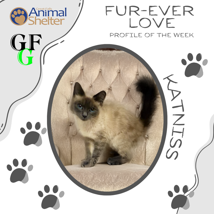 Fur-Ever Love - Katniss
