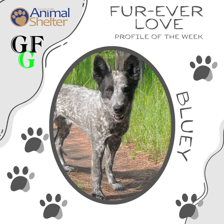 Fur-Ever Love - Bluey