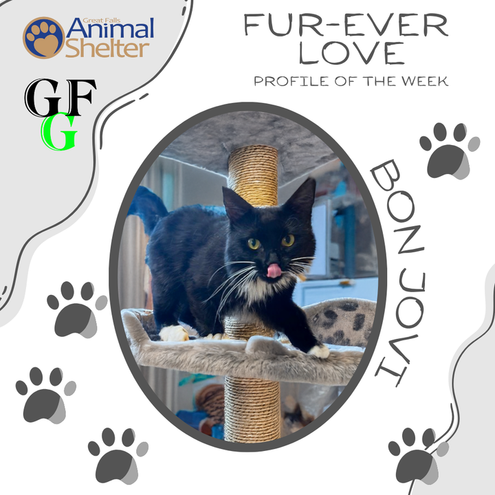 Fur-Ever Love - Bon Jovi