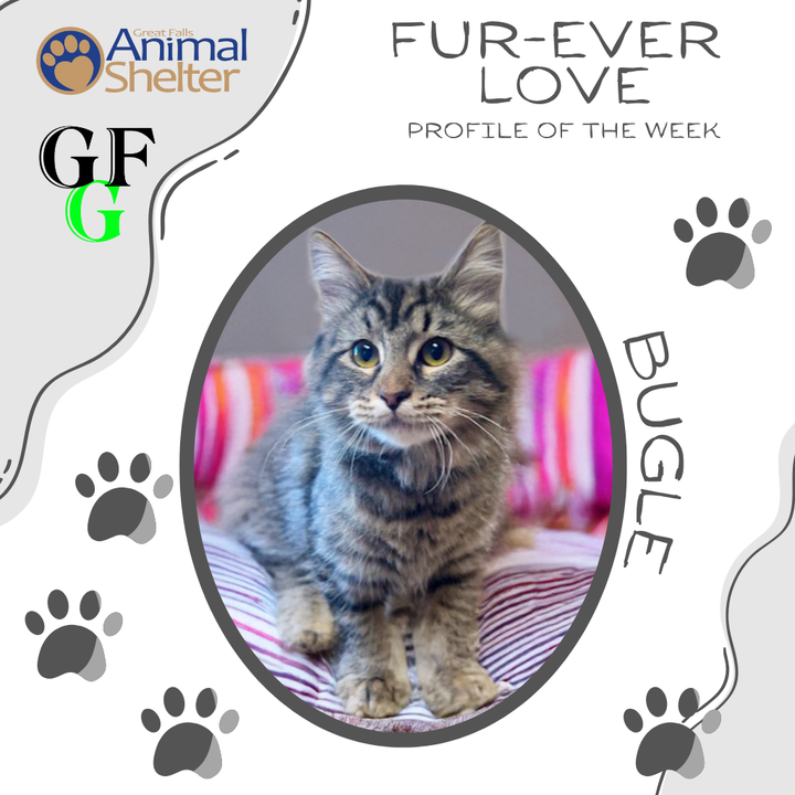 Fur-Ever Love - Bugle