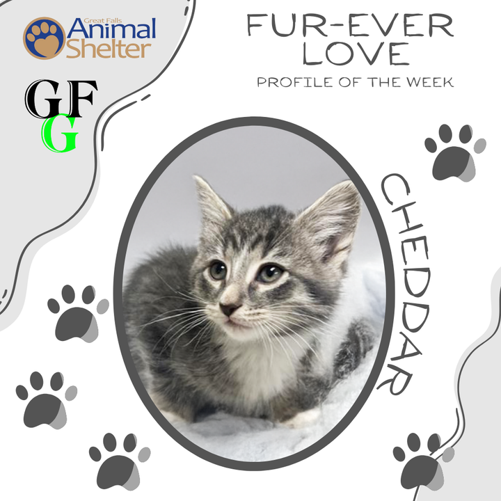 Fur-Ever Love - Cheddar