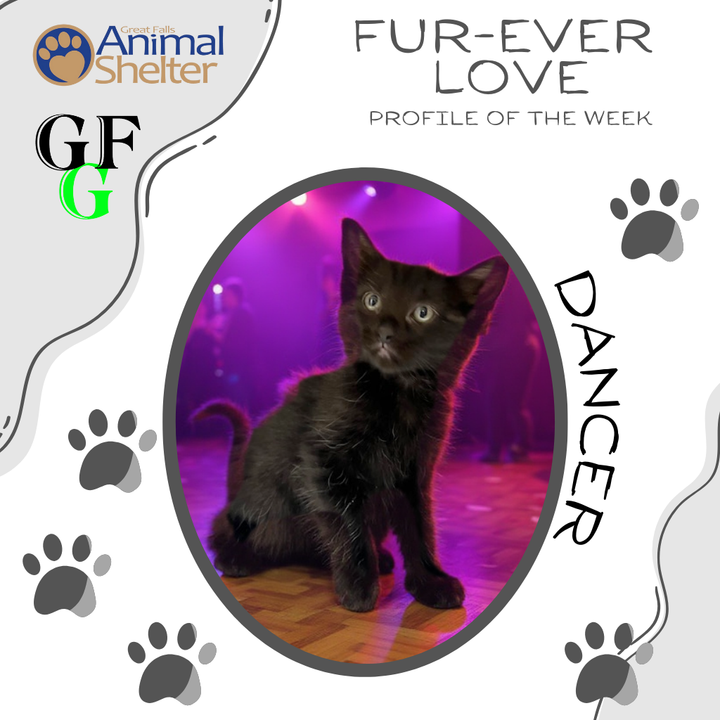 Fur-Ever Love - Dancer