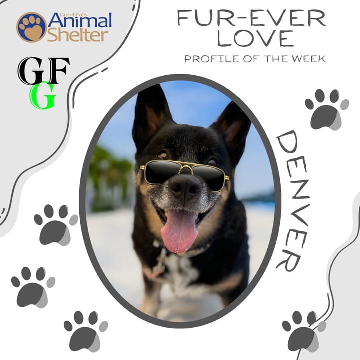 Fur-Ever Love - Denver