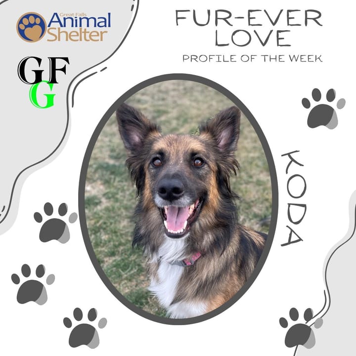 Fur-Ever Love - Koda