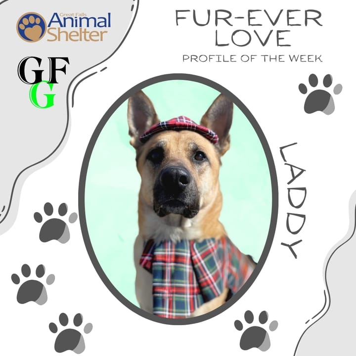 Fur-Ever Love - Laddy