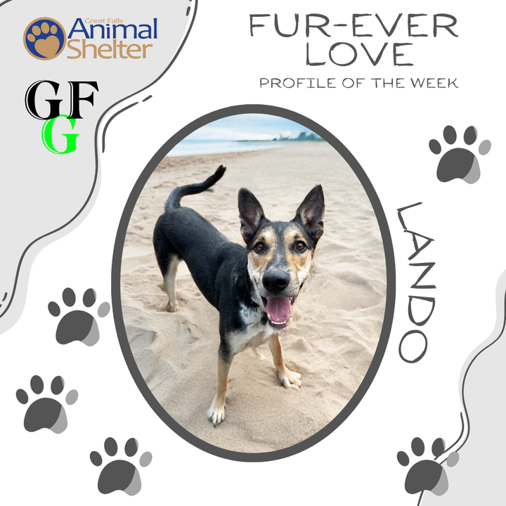 Fur-Ever Love - Lando