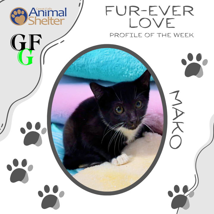 Fur-Ever Love - Mako