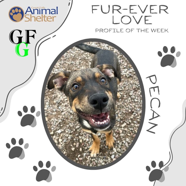 Fur-Ever Love - Pecan
