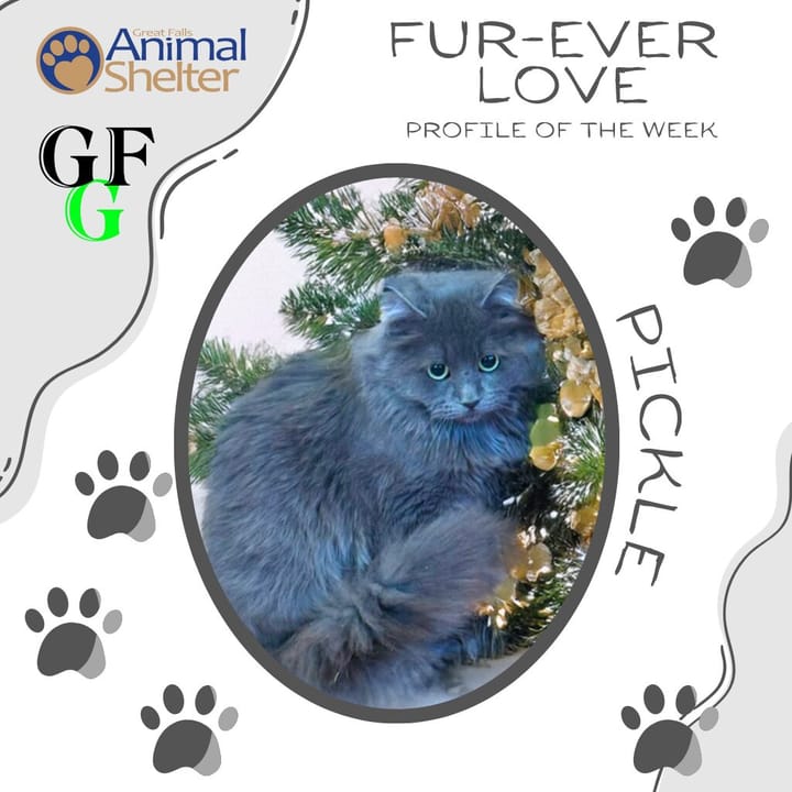 Fur-Ever Love - Pickle