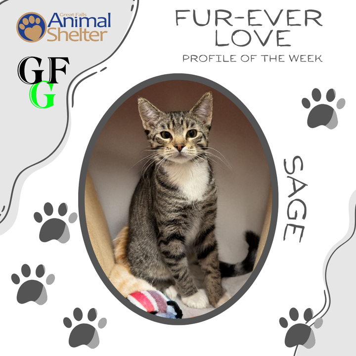 Fur-Ever Love - Sage
