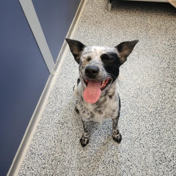 Maclean-Cameron Animal Adoption Center Pet of the Week - Grogu