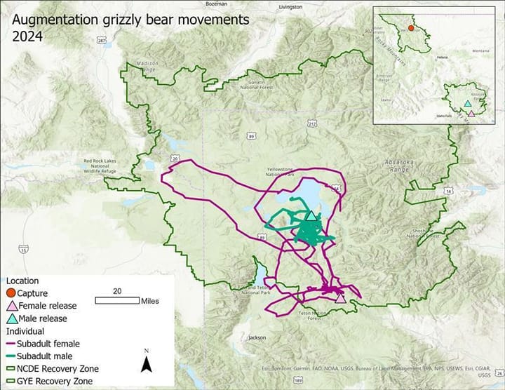 Bears Translocated to Yellowstone Ecosystem Exploring New Territory