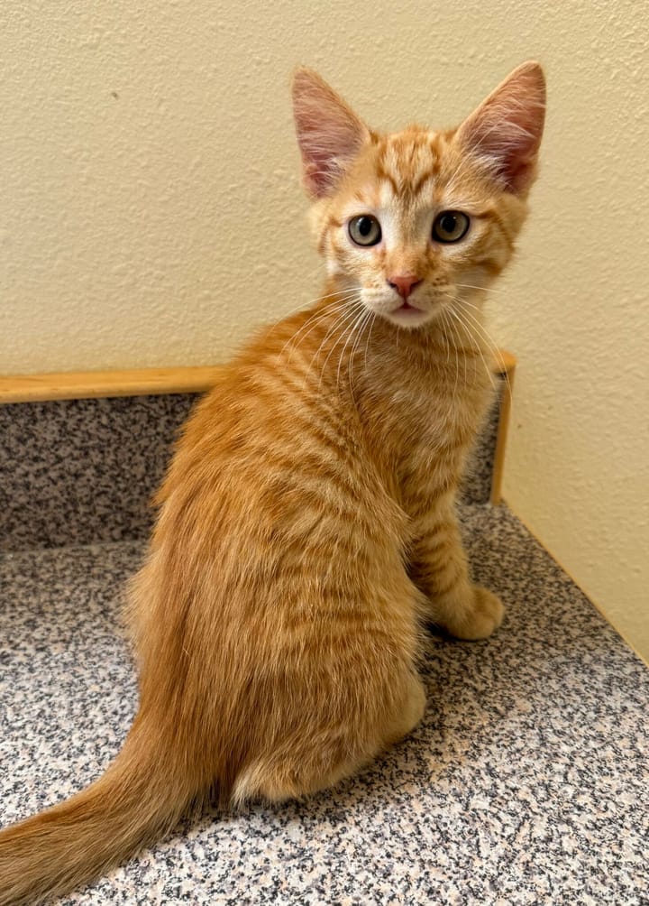 Pet Paw-See Animal Spotlight - Earl