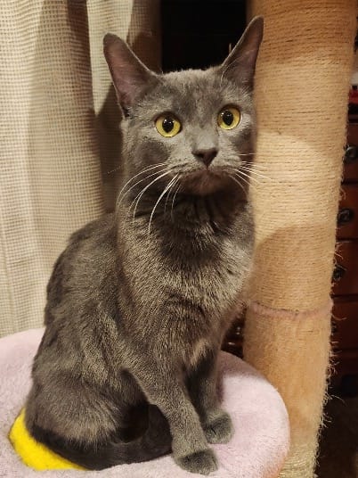 Pet Paw-See Animal Spotlight - Liberty