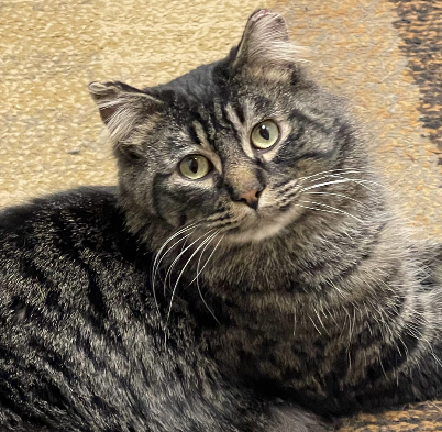 Pet Paw-See Animal Spotlight - Jabari
