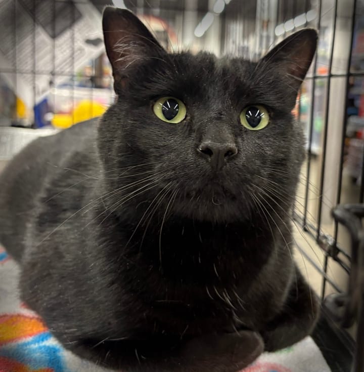 Pet Paw-See Animal Spotlight - Morgan