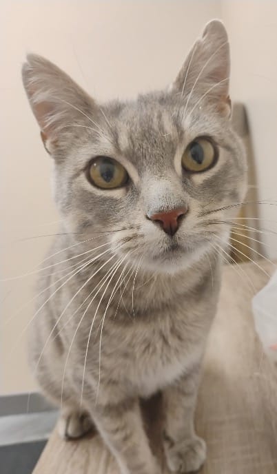 Pet Paw-See Animal Spotlight - Shyleena