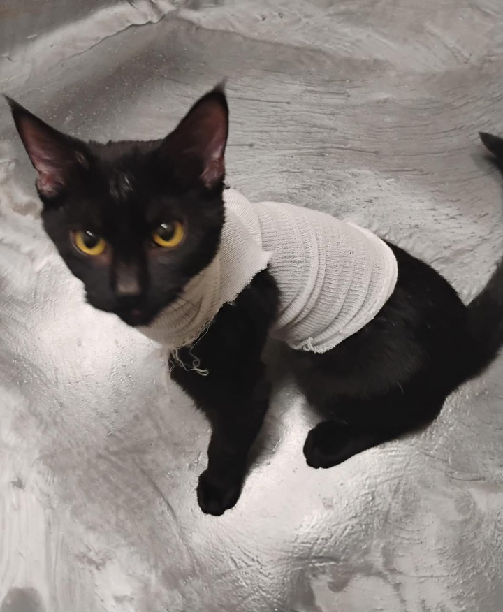 Pet Paw-See Animal Spotlight - Margo