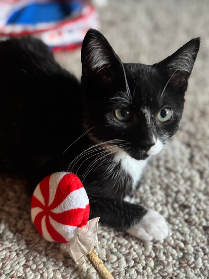 Pet Paw-See Animal Spotlight - Lollipop
