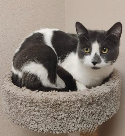 Pet Paw-See Animal Spotlight - Max