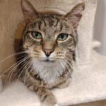 Pet Paw-See Animal Spotlight - Miles