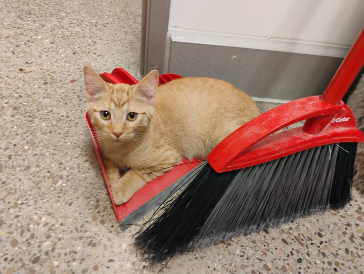 Pet Paw-See Animal Spotlight - Randy
