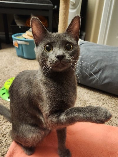 Pet Paw-See Animal Spotlight - Liberty