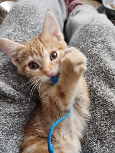 Pet Paw-See Animal Spotlight - Twist