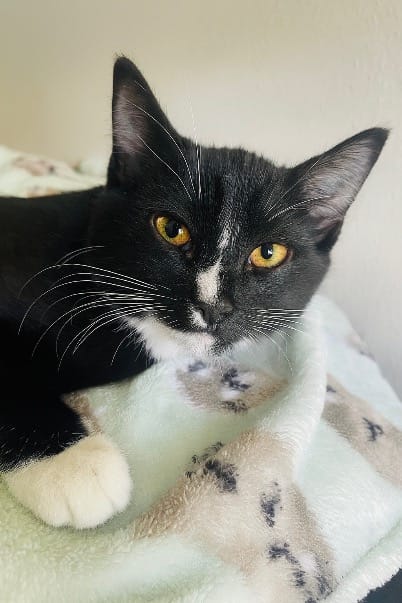 Pet Paw-See Animal Spotlight - Bria