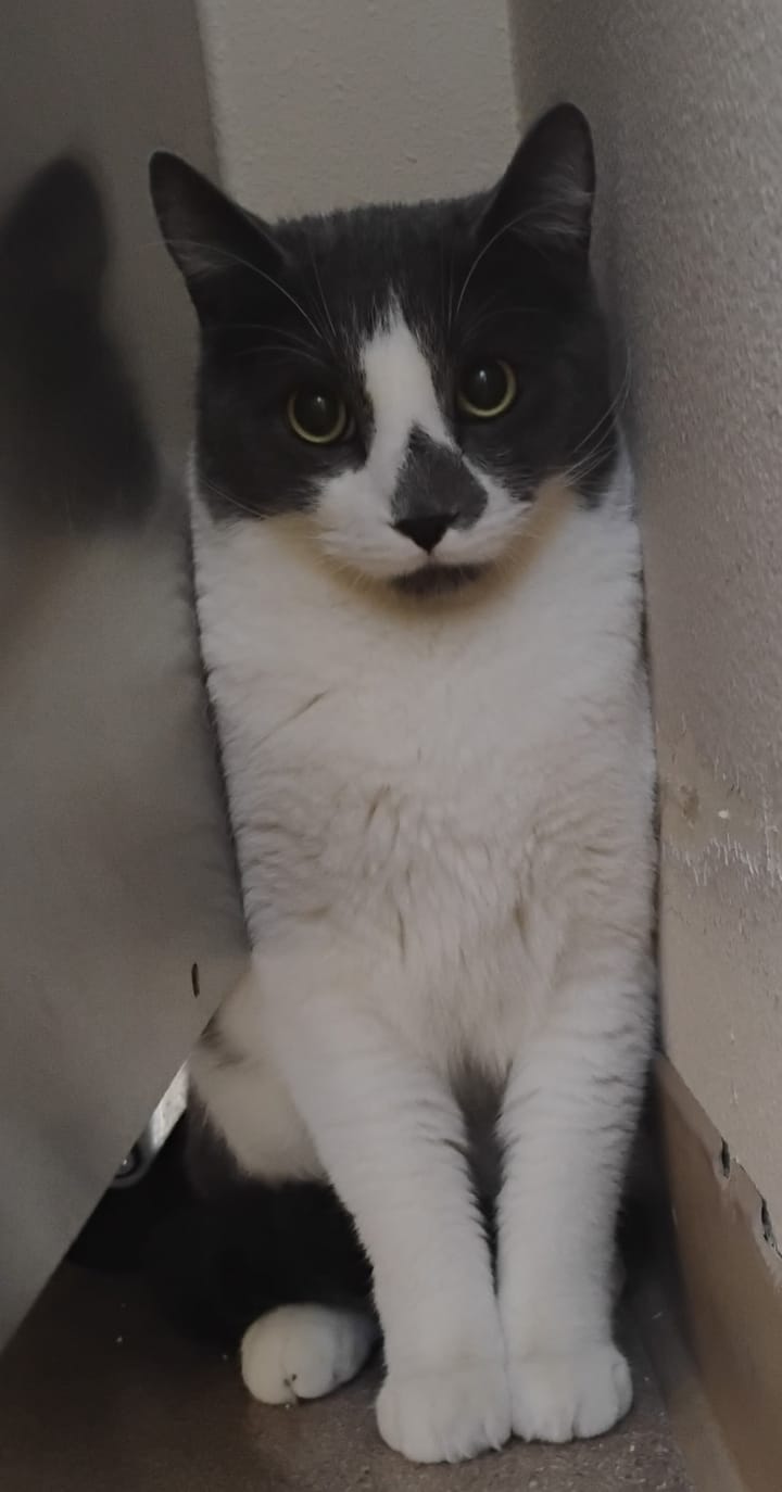 Pet Paw-See Animal Spotlight - Max