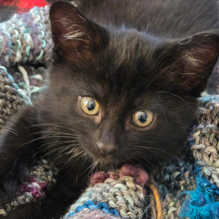 Pet Paw-See Animal Spotlight - Nico