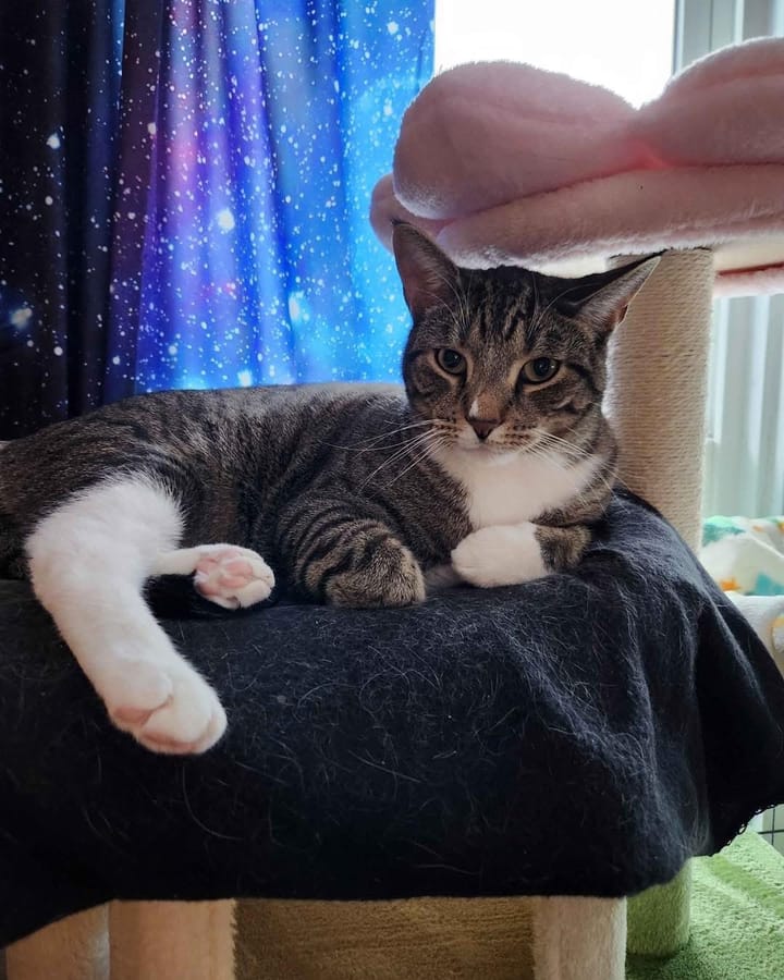 Pet Paw-See Animal Spotlight - Caelan