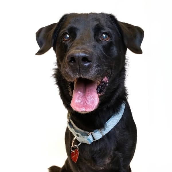 Maclean-Cameron Animal Adoption Center Pet of the Week - Maddie
