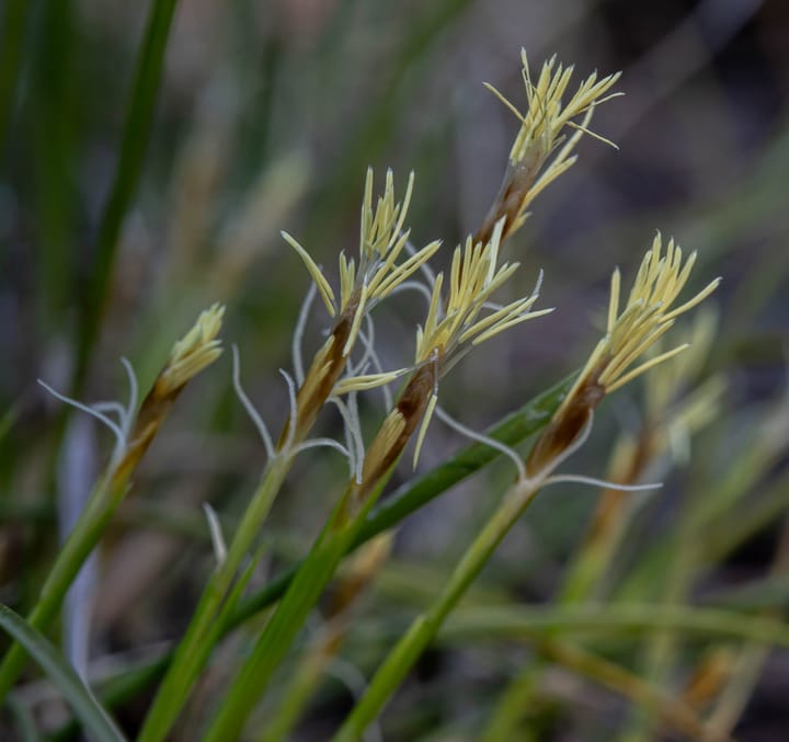 Buck's Native Plant Corner - Elk Sedge