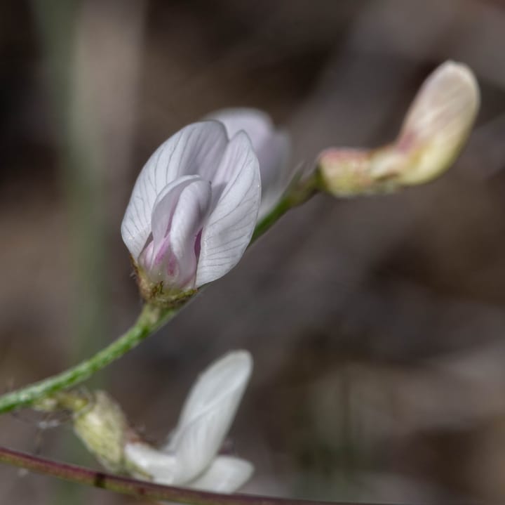 Montana Native Plant Society's Annual Meeting Offers a Glimpse into Southeast Montana's Flora