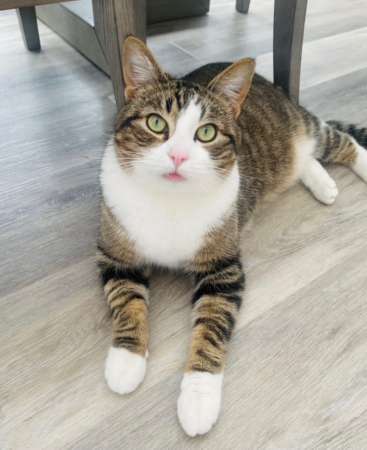 Pet Paw-See Animal Spotlight - Stuart