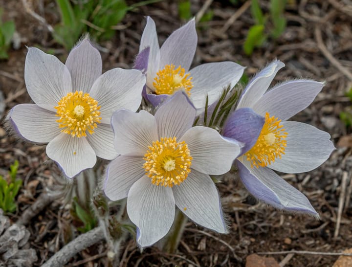 Buck's Native Plant Corner - Pasqueflower