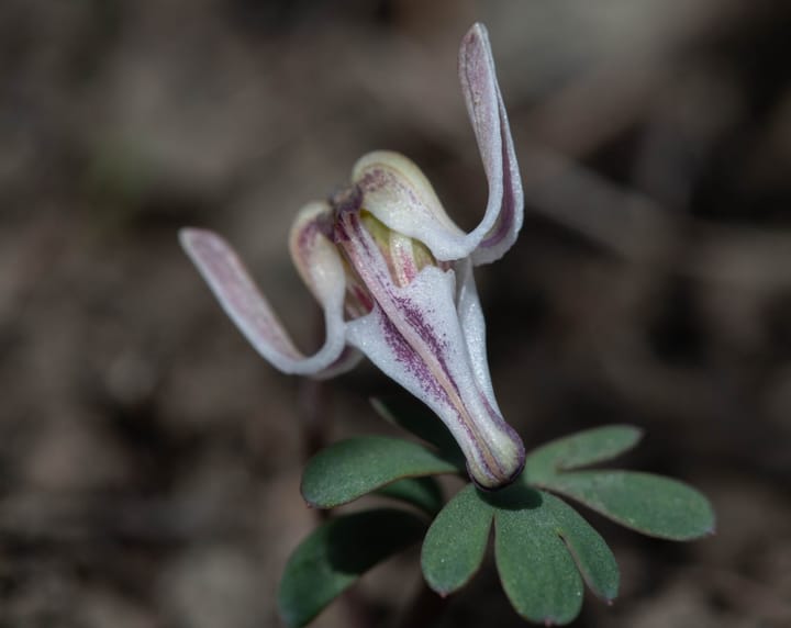 Buck's Native Plant Corner - Steer’s Head