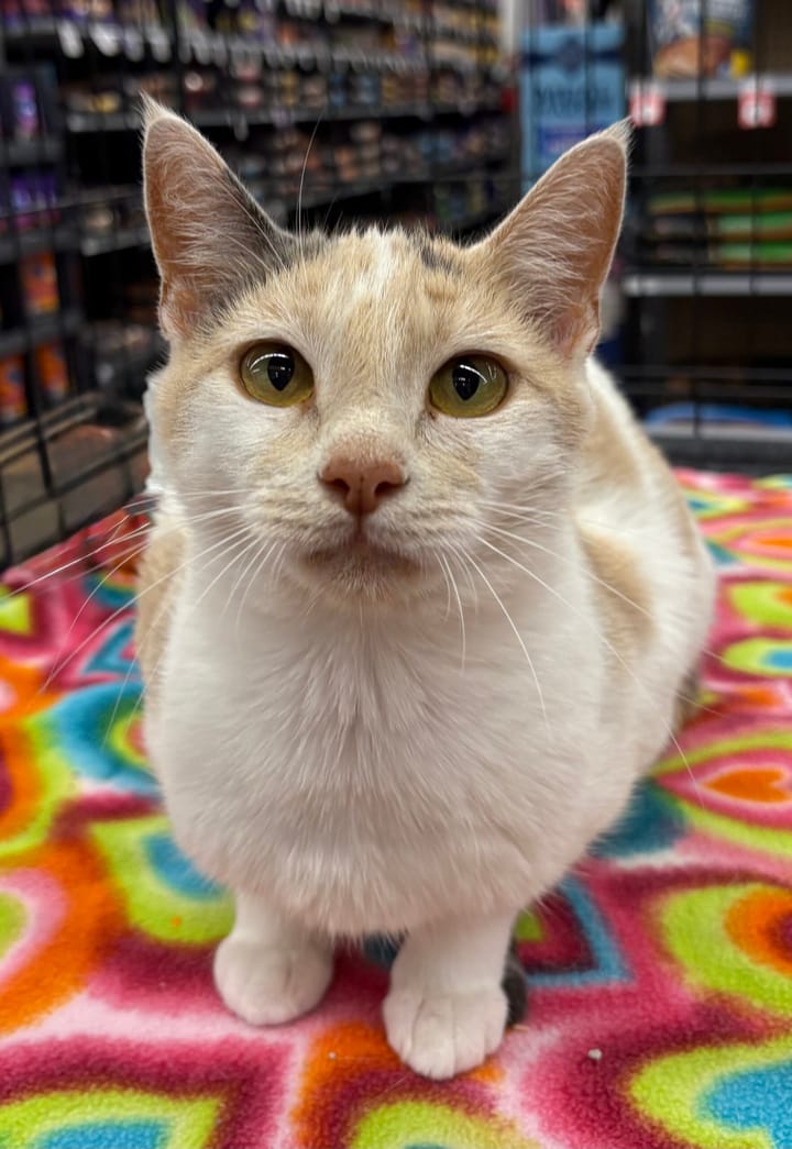 Pet Paw-See Animal Spotlight - Eliza