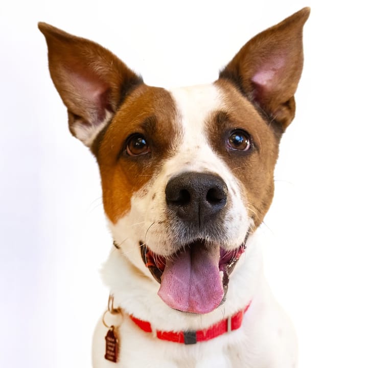 Maclean-Cameron Animal Adoption Center Pet of the Week - Jackie Brown
