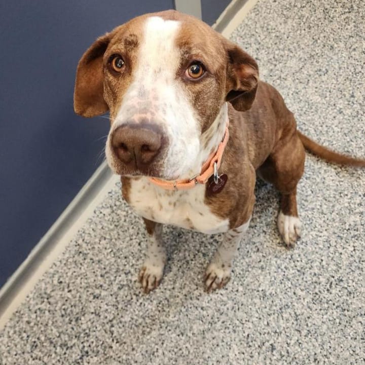 Maclean-Cameron Animal Adoption Center Pet of the Week - Kimber