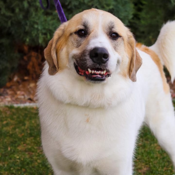 Maclean-Cameron Animal Adoption Center Pet of the Week - Mavis
