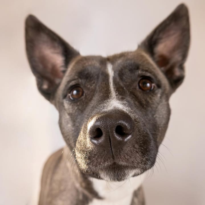 Maclean-Cameron Animal Adoption Center Pet of the Week - Luna
